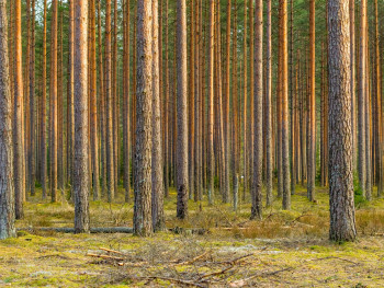 Sileä höylätty mänty